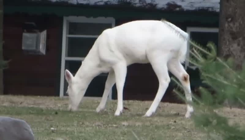 Video: Rare Trio of White Deer Spotted in Yard
