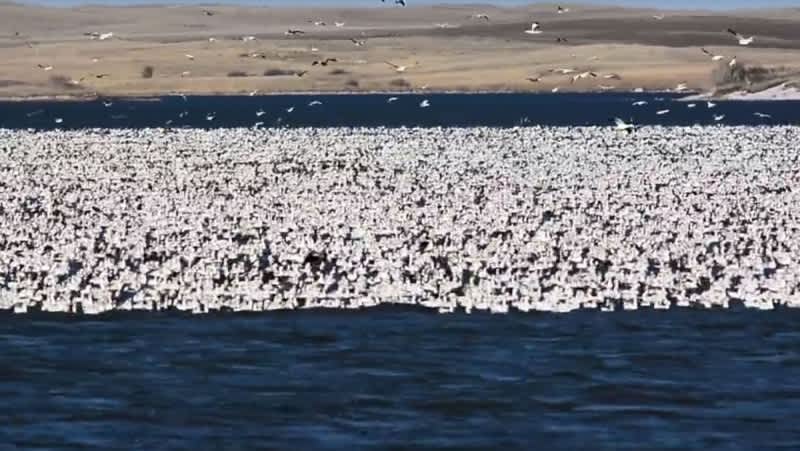 Video: Millions of Snow Geese Migrating in North Dakota