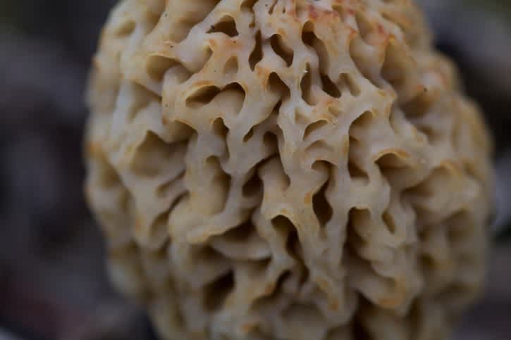 Morel Hunting 101: Tips for Finding More Fungi