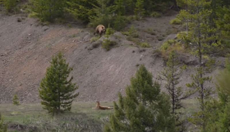 Video: Rare Encounter Between Mountain Lion and Bear