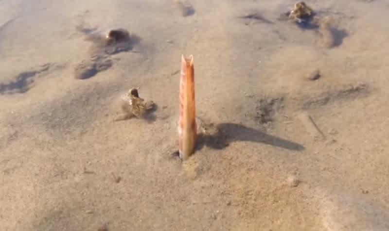 Video: How Do Razor Clams Dig?