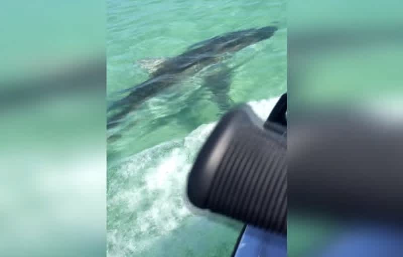 Video: Shark Attacks Jet Ski Rider