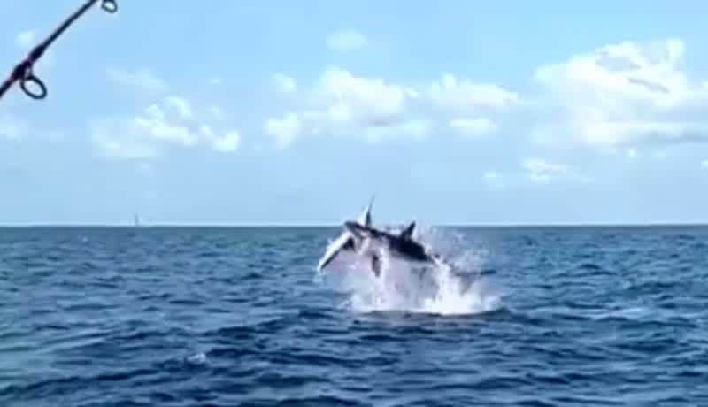 Video: Shark Leaps into Air with Angler’s Hooked Sailfish