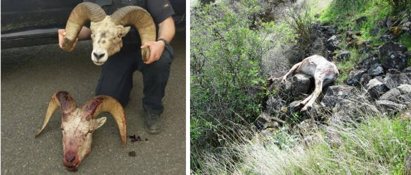 Poachers Spotted Shooting Bighorn off Freeway, Quickly Captured