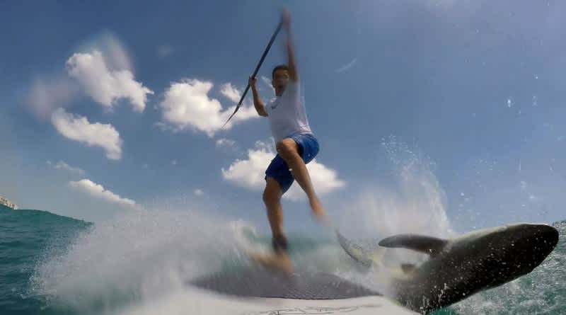 Video: Man Knocked off Paddleboard by Shark