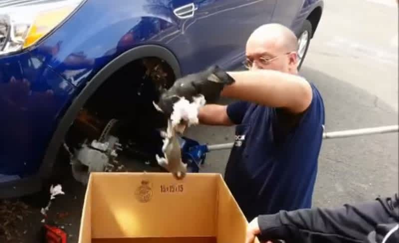 Video: Mechanic Pulls Family of Squirrels from Wheel Well