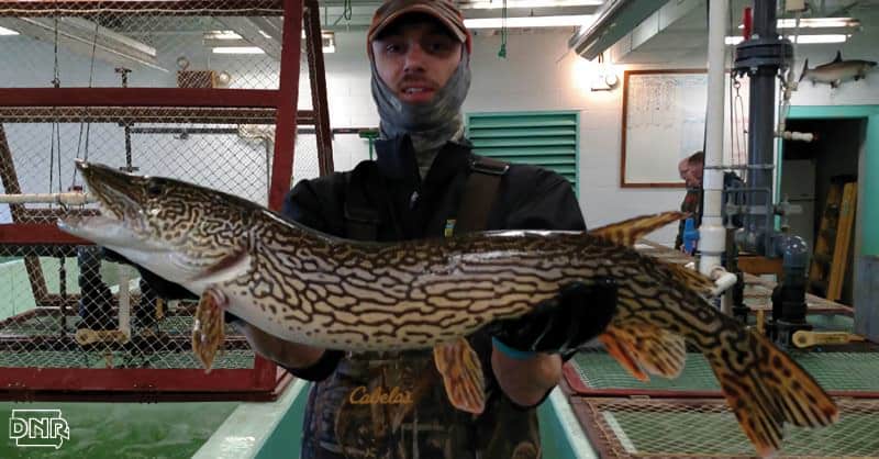 Have You Ever Seen a Striped Northern Pike?