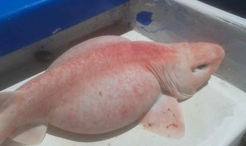 Angler Catches Swollen “Alien” Fish near Mexico