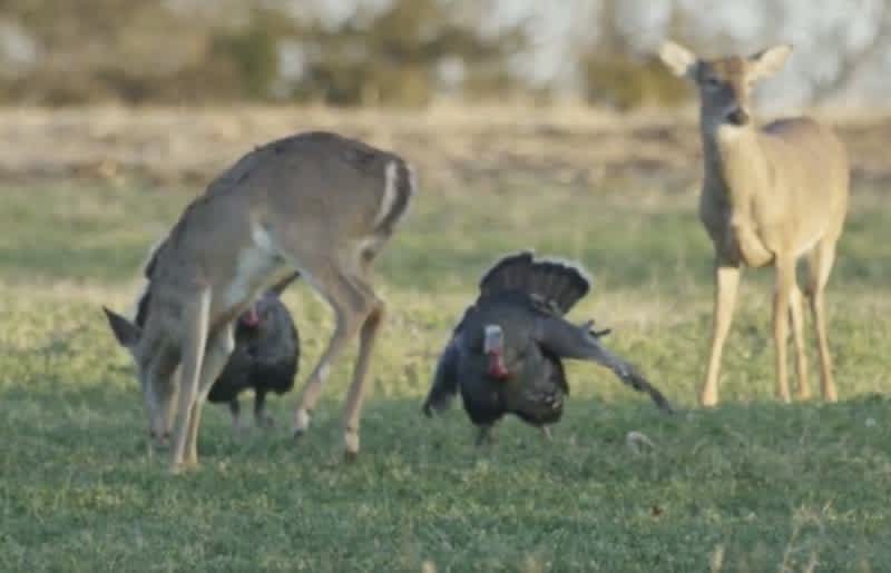 Video: Territorial Turkeys Harass Young Deer