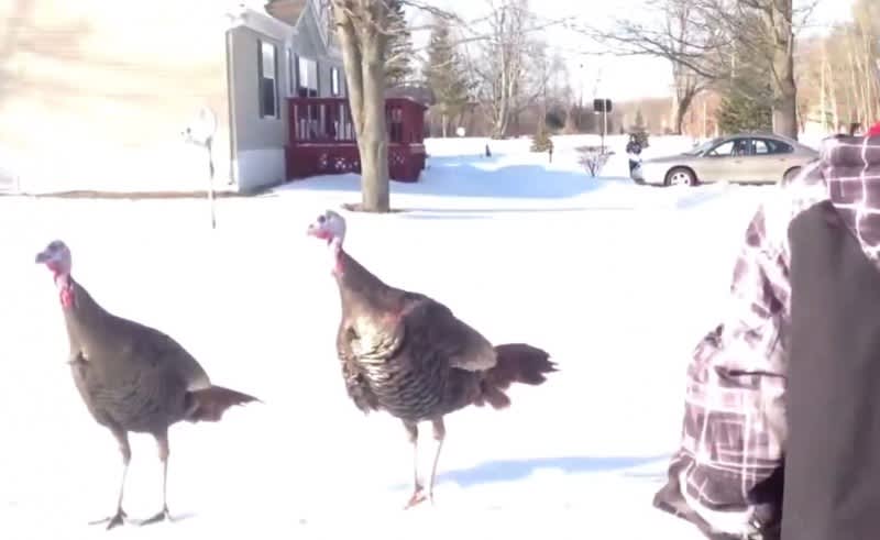 Video: When You Get Chased by Dinner