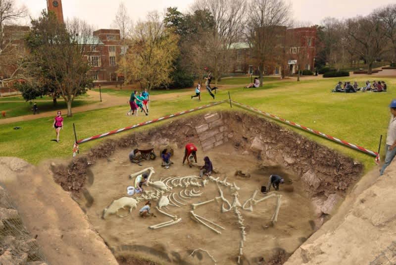 Vanderbilt University Discovers Giant Squirrel Skeleton on Campus