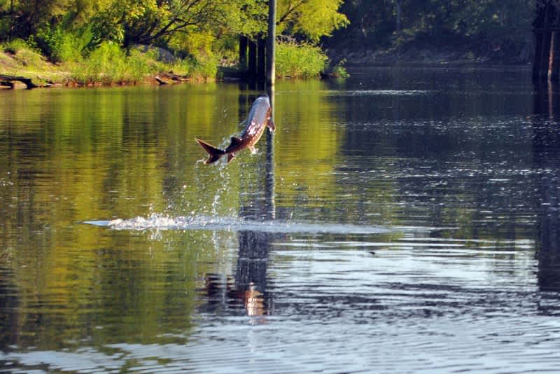 Leaping Sturgeon Knocks Out Florida Angler