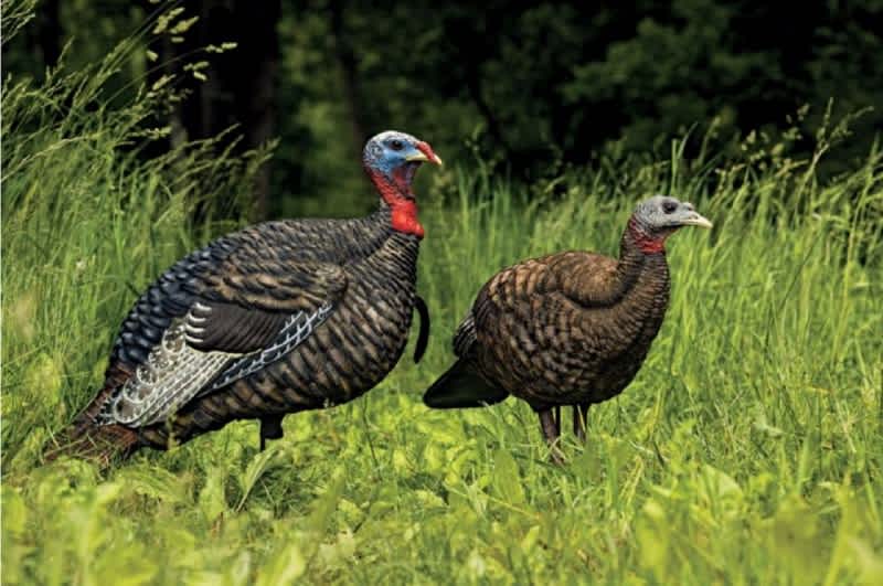 Surefire Tactics for Hunting Turkeys