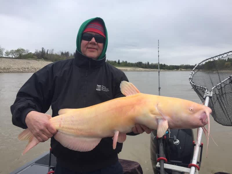 Video: Rare Giant Albino Catfish Caught in Manitoba