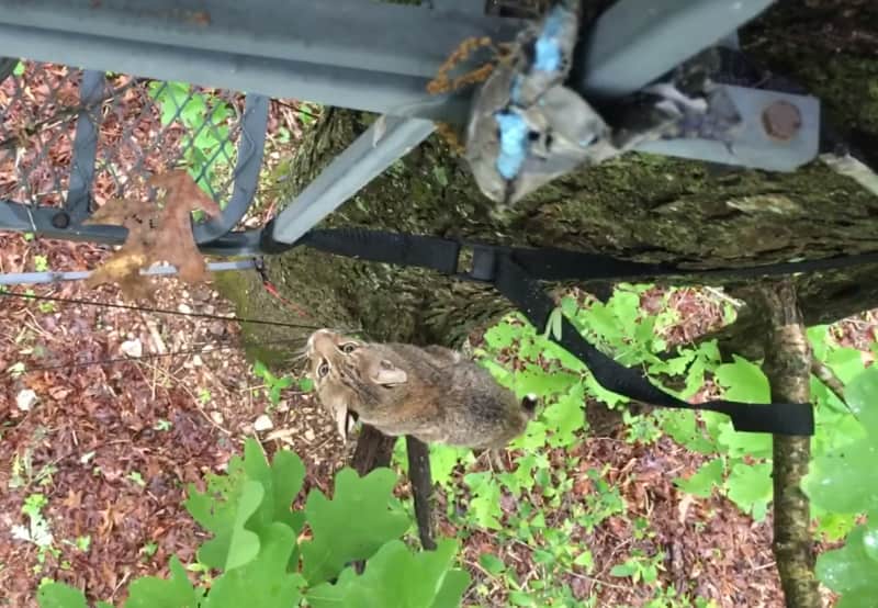 Video: Bobcat Climbs Hunter’s Treestand