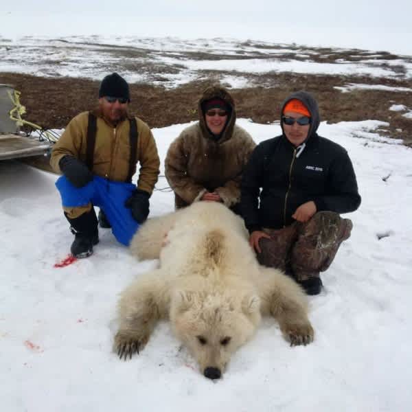 Very Rare Grizzly-Polar Bear Hybrid Harvested in Canada