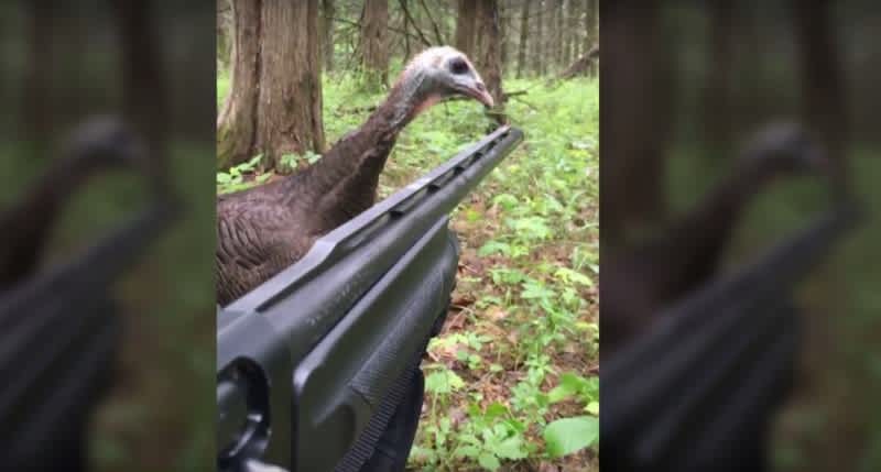 Video: Wild Turkey Pecks Hunter’s Shotgun Barrel