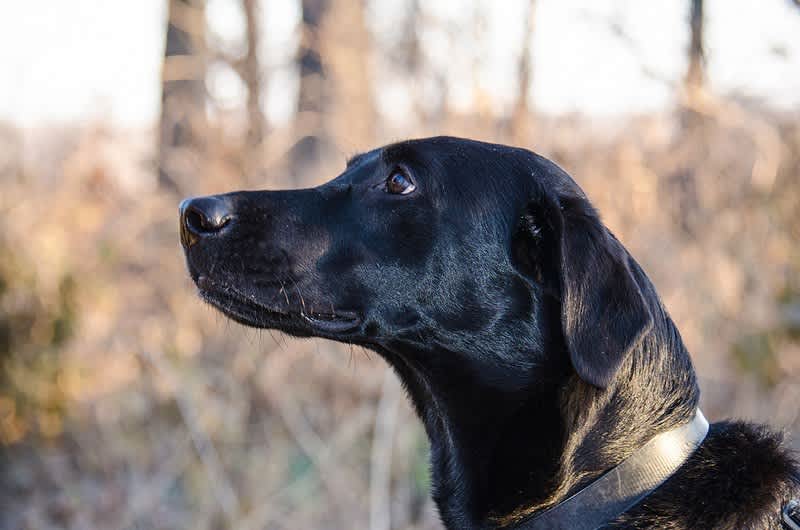 How Smart is Your Hunting Dog? Find Out With This Dog IQ Test
