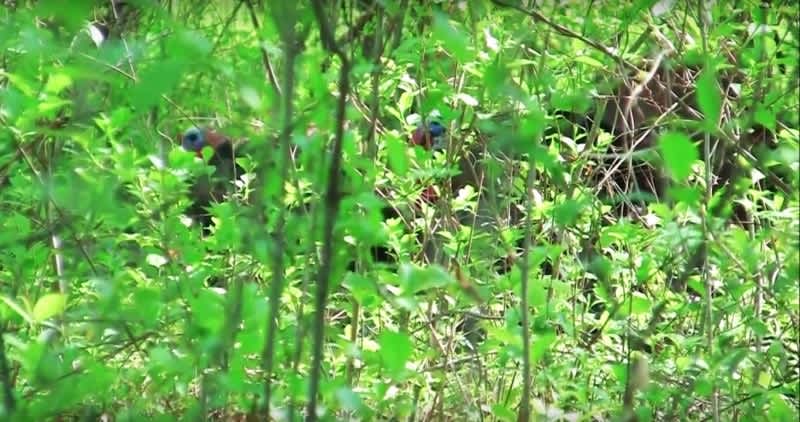 Video: Can You See Why this Bowhunter Missed a Gobbler at 7 Yards?