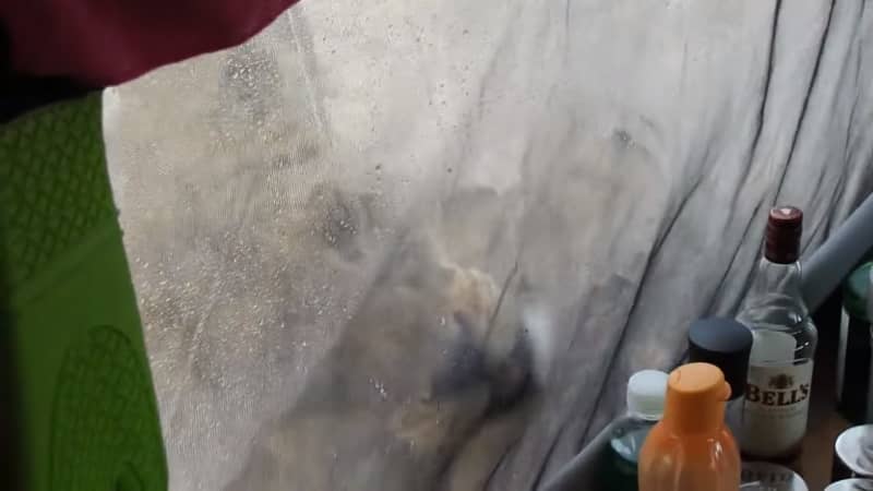 Video: When You Wake up to Lions Licking Your Tent