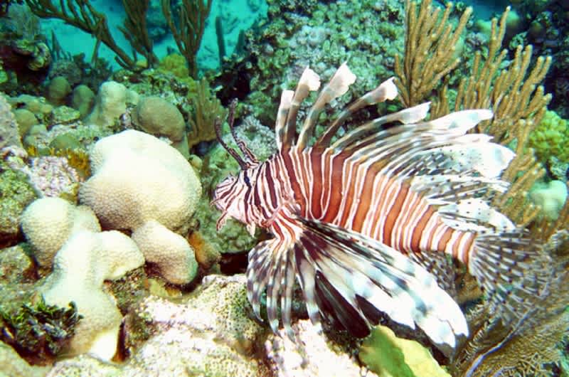 What You Need to Know About The Gulf Coast Lionfish Invasion