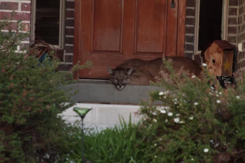 Utah Couple Finds Mountain Lion Napping on Their Porch