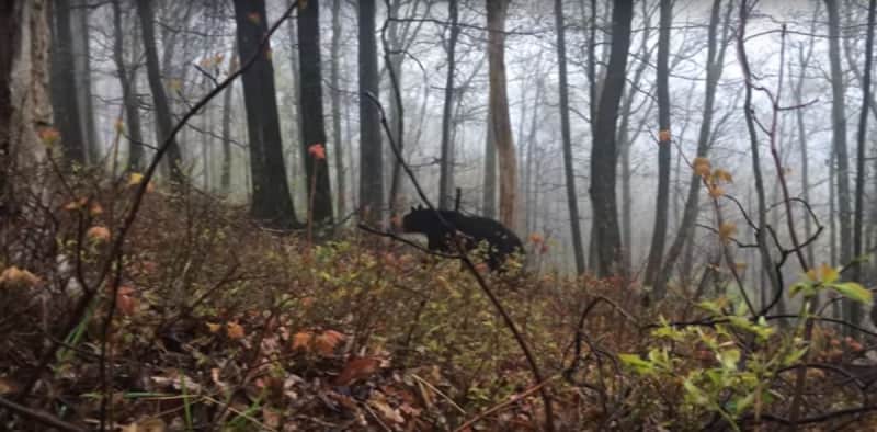 Video: Turkey Hunter Nearly Trampled by Black Bear