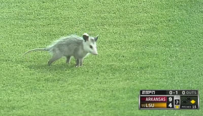 Video: Opossum Gets Loose On Baseball Diamond, Commentators Have a Field Day