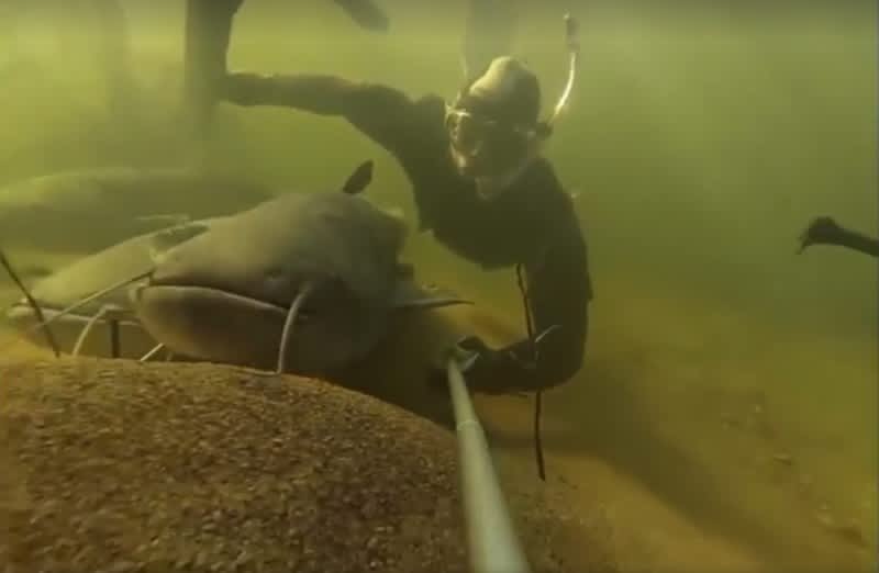 Snorkel + Selfie Stick = Insane Catfish Video
