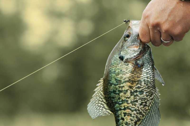 How to Catch Big Spring Crappies