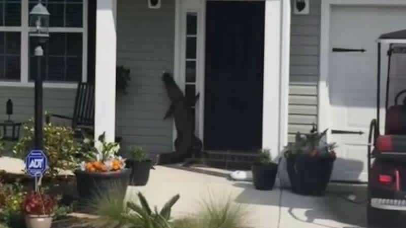 Video: Curious Alligator Attempts to Ring Home’s Bell