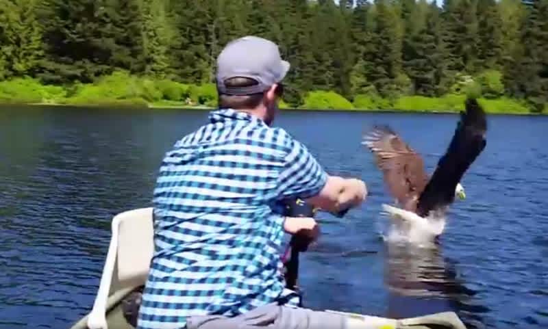 Video: Bald Eagle Swoops In and Steals Anglers Catch