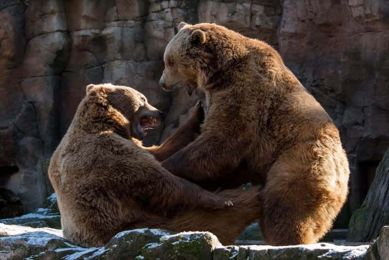 Drunk Man Breaks into Zoo to Taunt Bears, Bit and Hospitalized