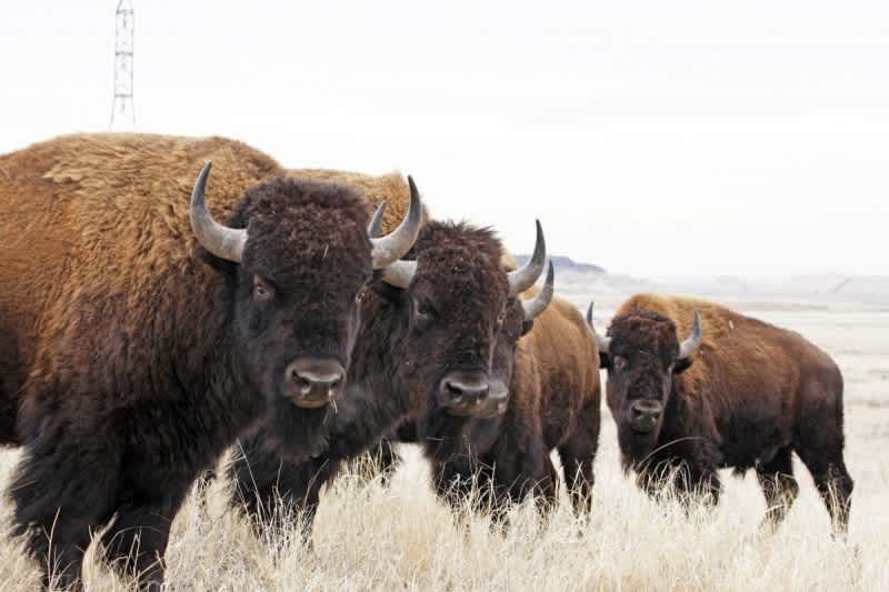 Obama Names the Bison as the US National Mammal