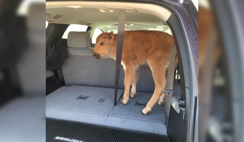 Tourists “Kidnap” Bison Calf Because They Thought It was Cold