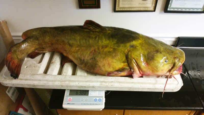Teen Angler Catches Florida Record Flathead on 14-pound-test Line