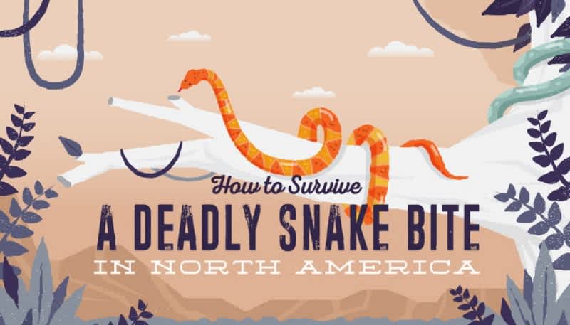 Infographic: How to Survive a Venomous Snake Bite in North America