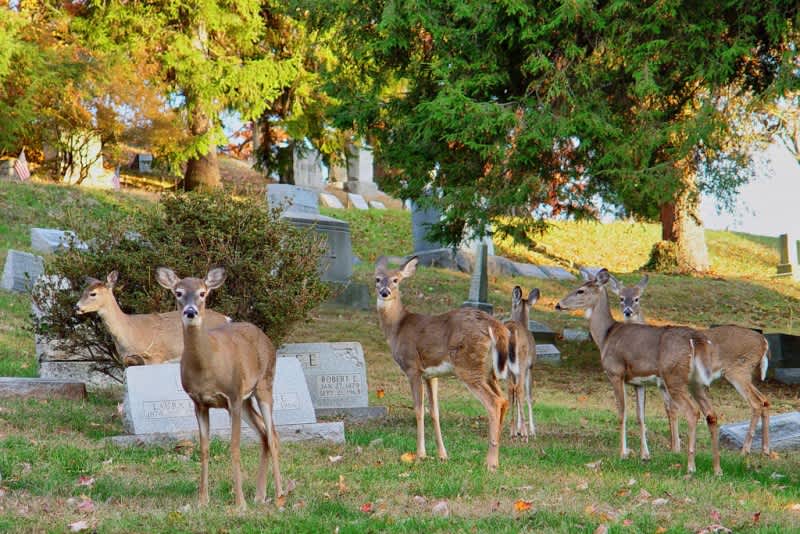 Expert Calls New York Proposal to Sterilize Deer a “Really Stupid Plan”