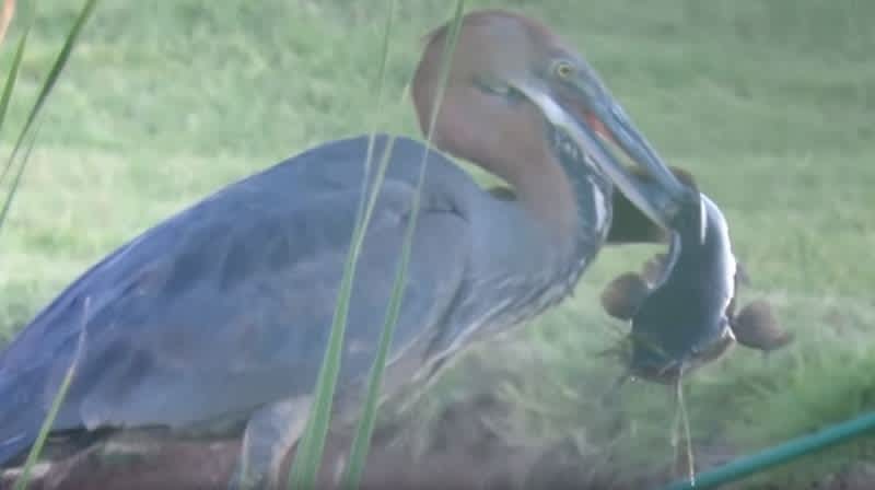 Video: Goliath Heron Swallows a Big Catfish Whole!
