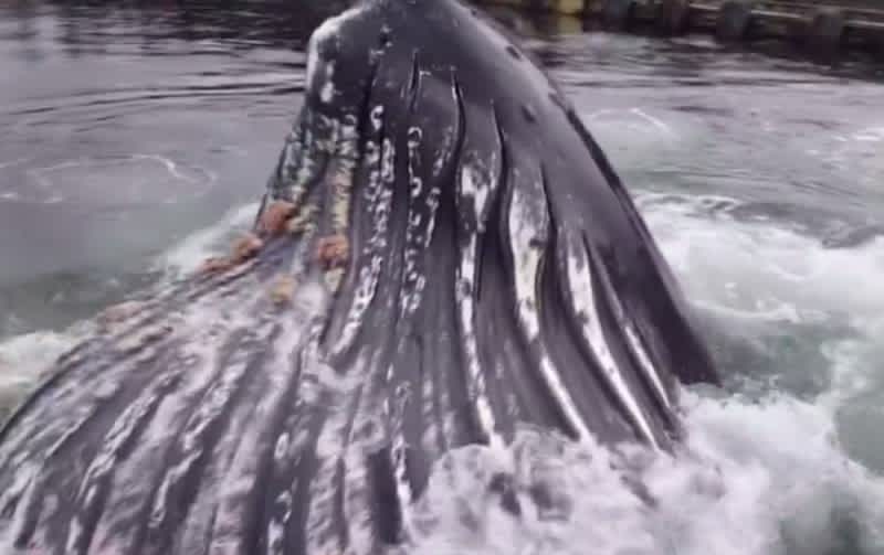 Video: Giant Whale Breaches Just Feet From a Dock