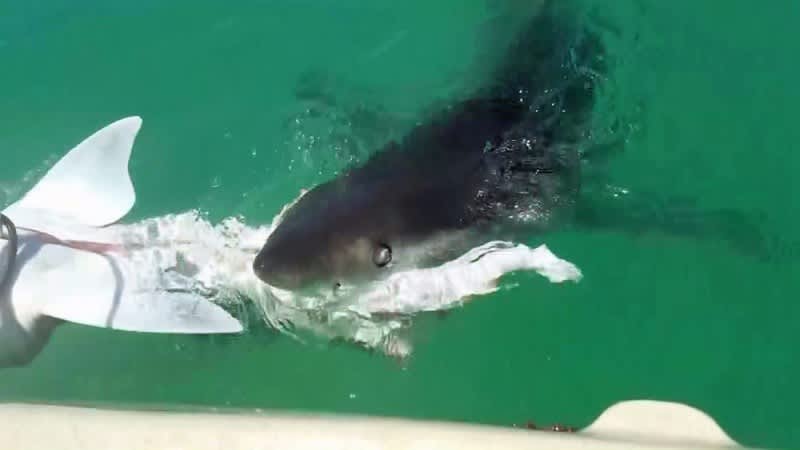 Video: Great White Takes a Bite Out of Kayak Angler’s Catch