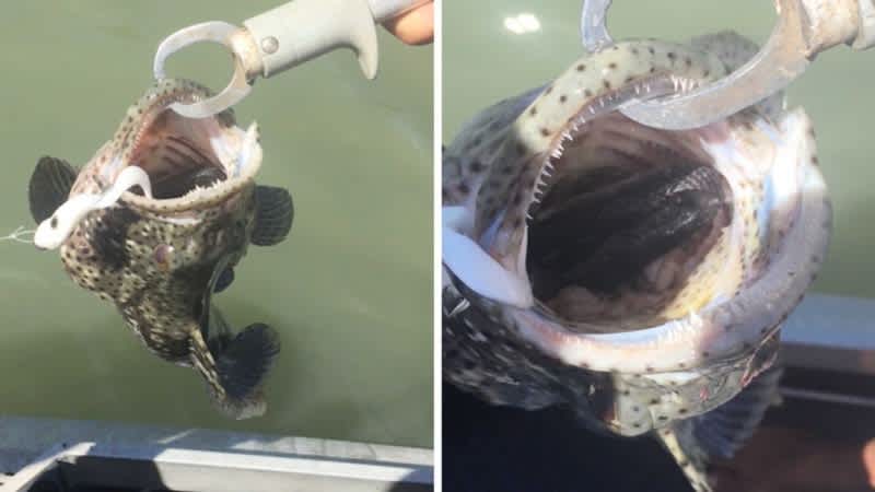 Video: Australian Angler Reels In Fish With a Deadly Surprise in Its Mouth