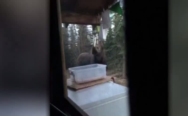 Video: Musical Moose Plays a Hypnotizing Melody On Wind Chimes