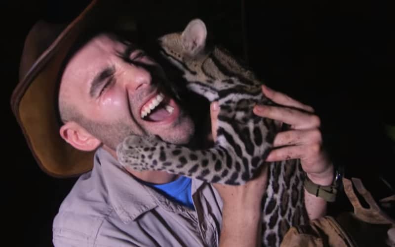 Video: Man “Attacked” by Playful Ocelot