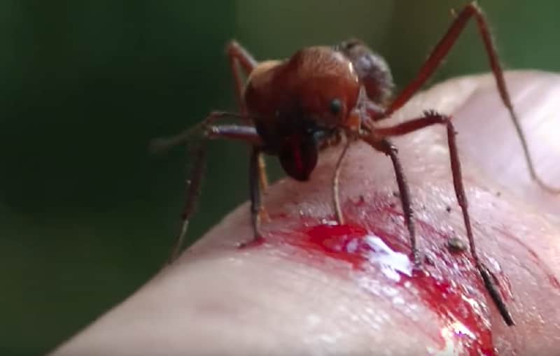Graphic Video: What It’s Like to be Bitten by the Most Powerful Ant On Earth
