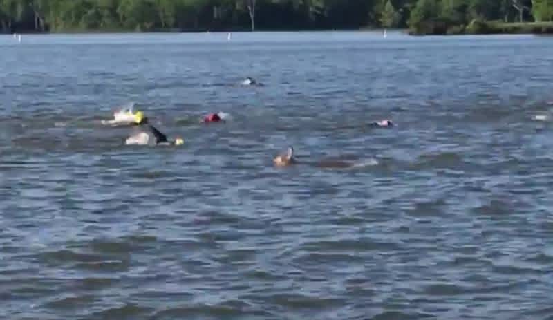 Video: Deer Going the Wrong Way Interrupts Triathlon Swimmers