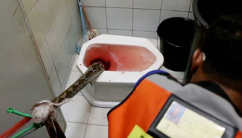 Video: Monster Snake Bites Thai Man Using Toilet