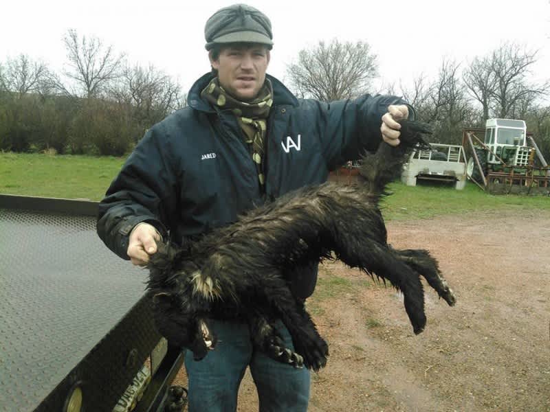 North Dakota Ranch Hand Shoots Animal Attacking Cows, Turns out to Be Wolverine