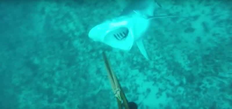 Shark Turns on Spear Fisherman in Australia