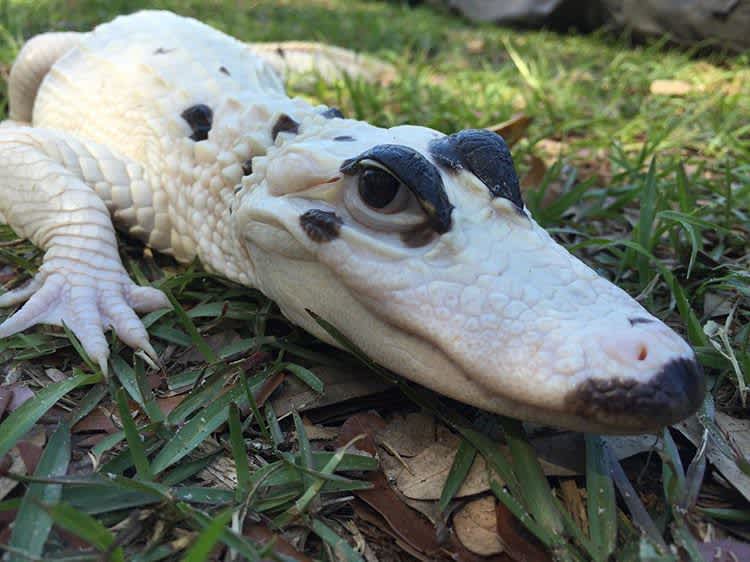 World’s First Piebald Alligator and Extremely Rare Leucistic Alligator On Display In Florida